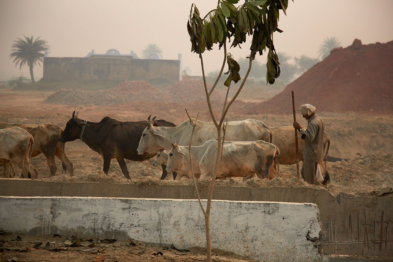 A cow herd travels besides the motorway near the circuit