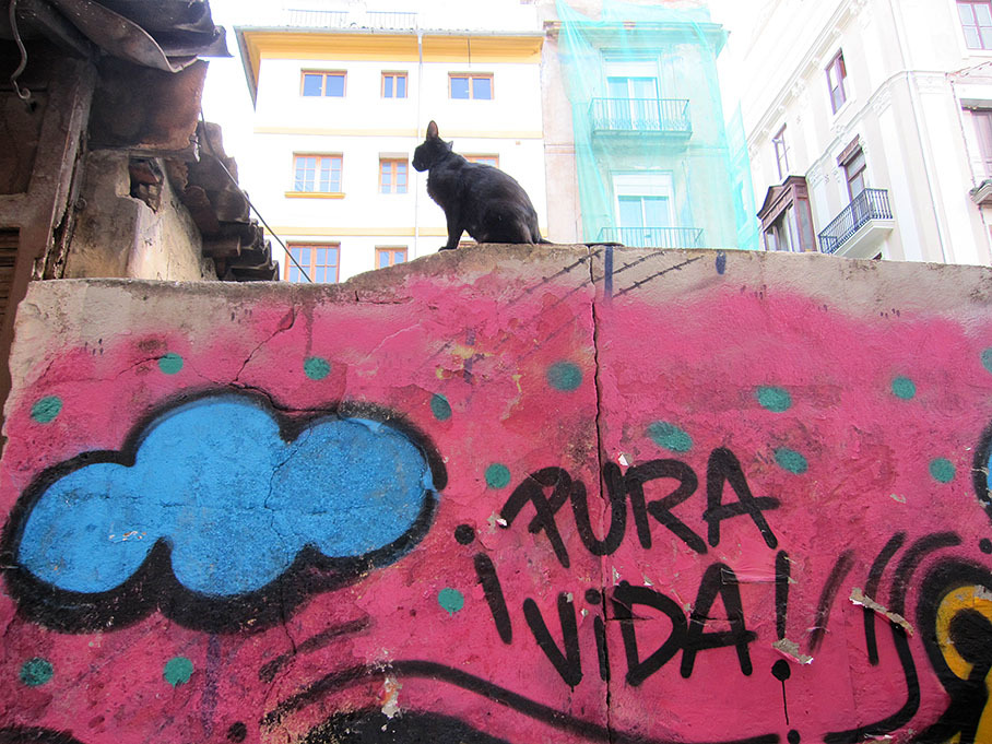 Countless cats enjoy 'pure life' everywhere in the historical city